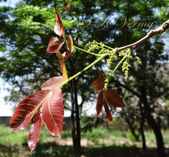  Young branch bearing inflorescences
